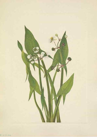 Reproducción/Reproduction 46002342425: North American wild flowers. Washington, D.C. :Smithsonian Institution,1925.. 