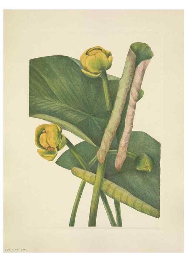 Reproducción/Reproduction 46864636752: North American wild flowers. Washington, D.C. :Smithsonian Institution,1925.. 