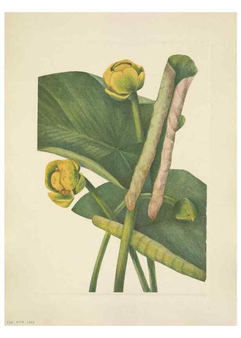 Reproducción/Reproduction 46864636752: North American wild flowers. Washington, D.C. :Smithsonian Institution,1925.. 