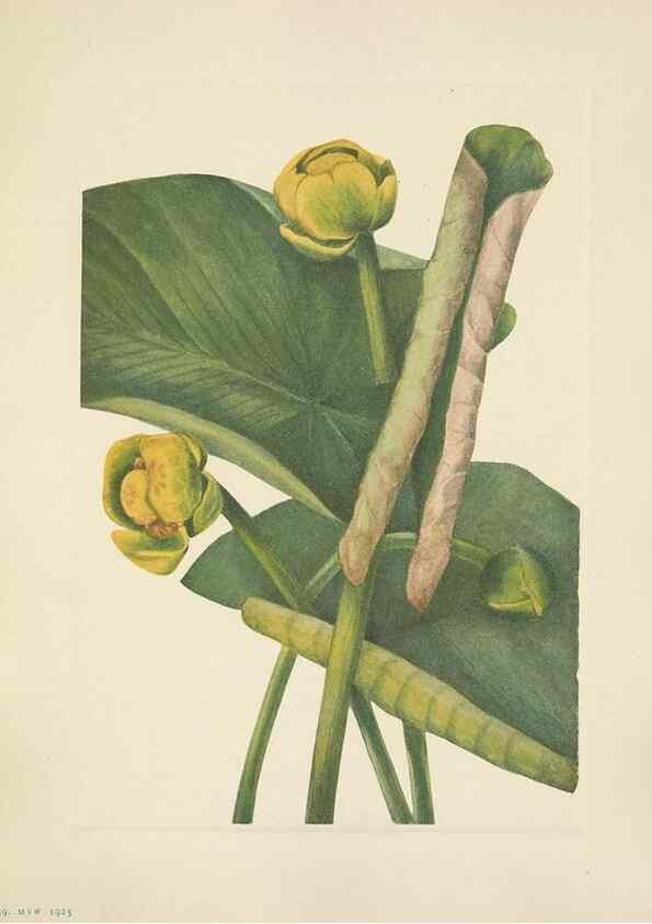 Reproducción/Reproduction 46864636752: North American wild flowers. Washington, D.C. :Smithsonian Institution,1925.. 