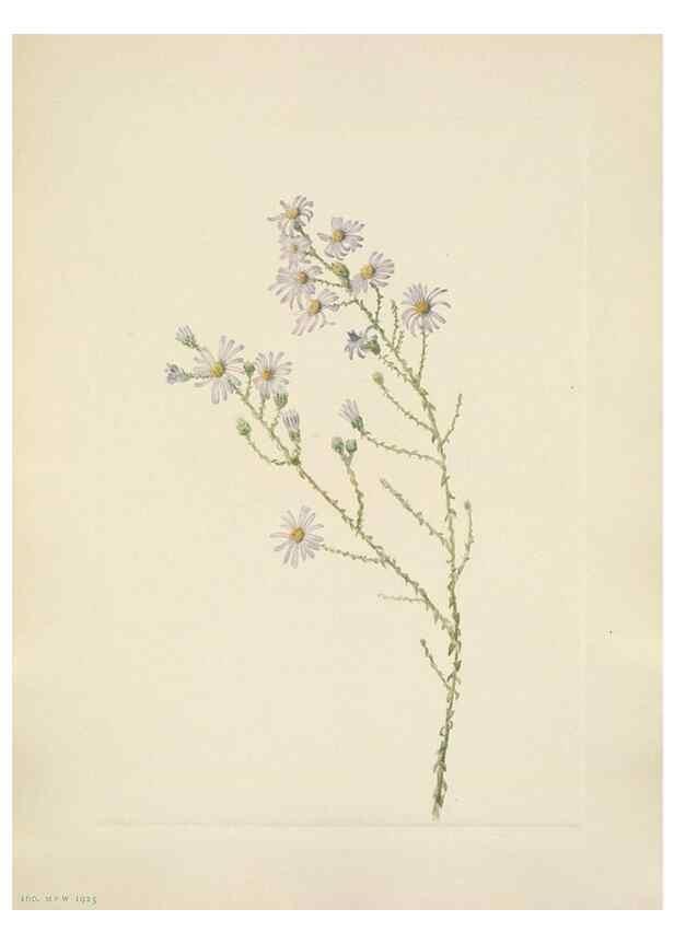 Reproducción/Reproduction 46191844064: North American wild flowers. Washington, D.C. :Smithsonian Institution,1925.. 