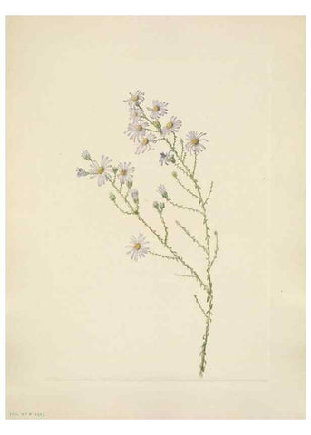 Reproducción/Reproduction 46191844064: North American wild flowers. Washington, D.C. :Smithsonian Institution,1925.. 