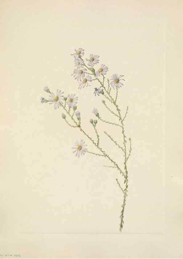 Reproducción/Reproduction 46191844064: North American wild flowers. Washington, D.C. :Smithsonian Institution,1925.. 