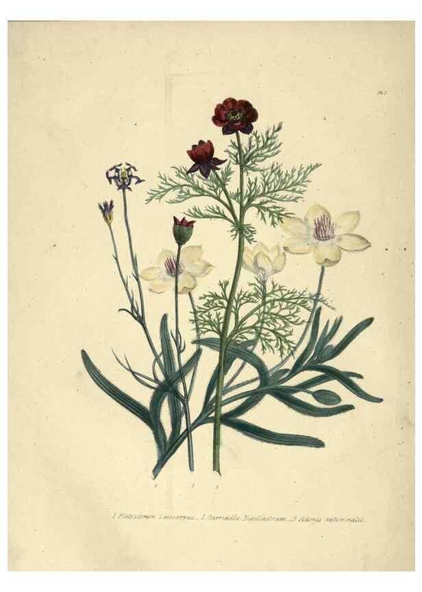Reproducción/Reproduction 46193211604: The ladies' flower-garden of ornamental annuals.. London,W. S. Orr & co.[1849]. 