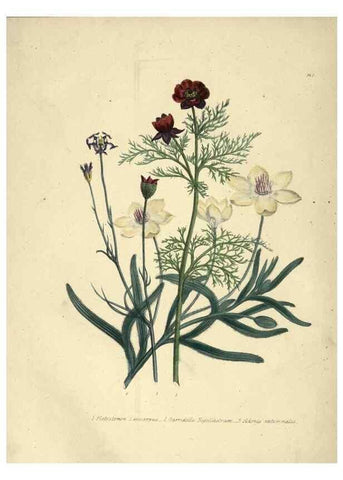 Reproducción/Reproduction 46193211604: The ladies' flower-garden of ornamental annuals.. London,W. S. Orr & co.[1849]. 