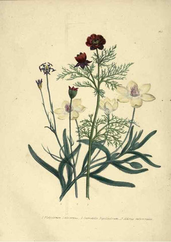 Reproducción/Reproduction 46193211604: The ladies' flower-garden of ornamental annuals.. London,W. S. Orr & co.[1849]. 