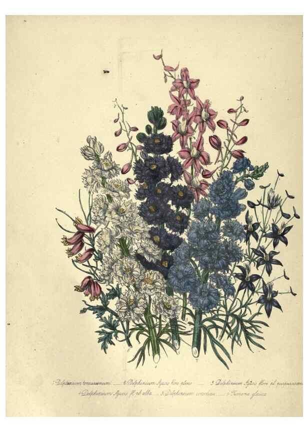 Reproducción/Reproduction 31976855397: The ladies' flower-garden of ornamental annuals.. London,W. S. Orr & co.[1849]. 