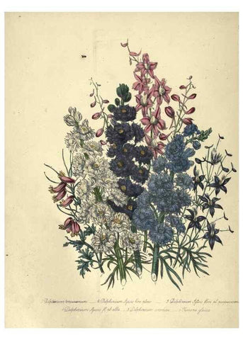 Reproducción/Reproduction 31976855397: The ladies' flower-garden of ornamental annuals.. London,W. S. Orr & co.[1849]. 