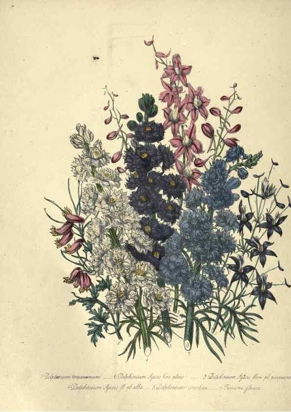 Reproducción/Reproduction 31976855397: The ladies' flower-garden of ornamental annuals.. London,W. S. Orr & co.[1849]. 