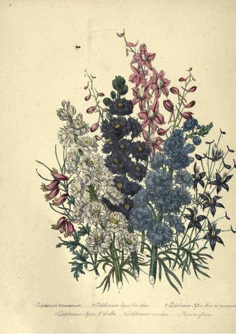 Reproducción/Reproduction 31976855397: The ladies' flower-garden of ornamental annuals.. London,W. S. Orr & co.[1849]. 