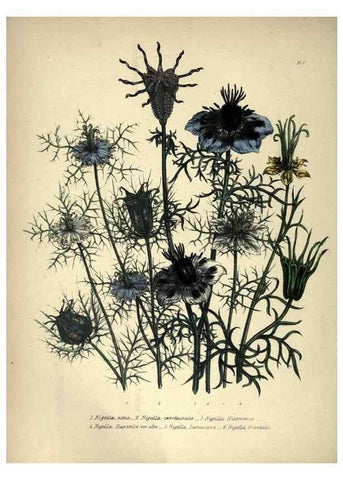 Reproducción/Reproduction 33042642308: The ladies' flower-garden of ornamental annuals.. London,W. S. Orr & co.[1849]. 