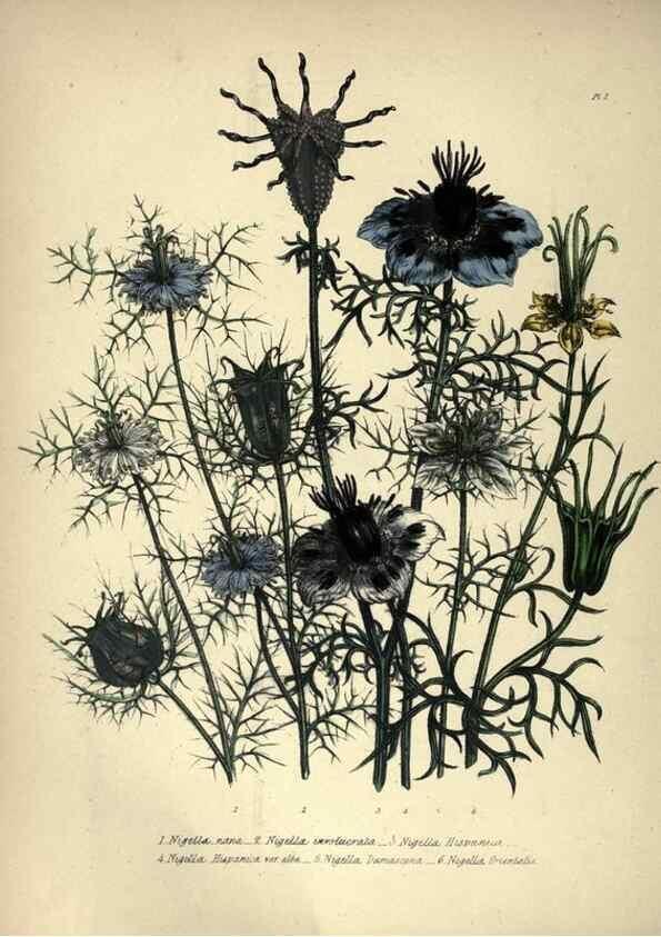 Reproducción/Reproduction 33042642308: The ladies' flower-garden of ornamental annuals.. London,W. S. Orr & co.[1849]. 