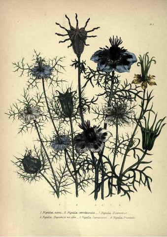 Reproducción/Reproduction 33042642308: The ladies' flower-garden of ornamental annuals.. London,W. S. Orr & co.[1849]. 