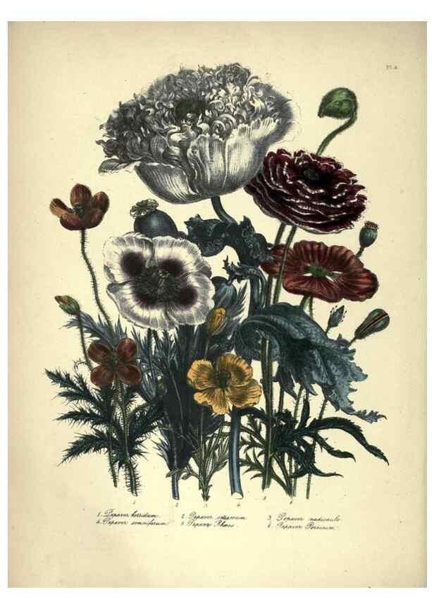 Reproducción/Reproduction 46193212904: The ladies' flower-garden of ornamental annuals.. London,W. S. Orr & co.[1849]. 