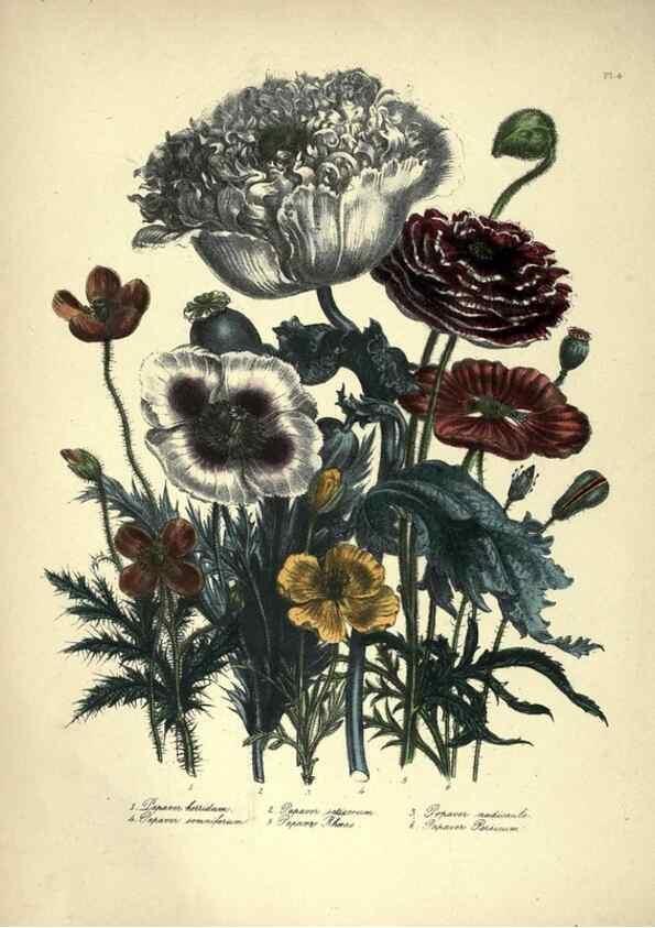 Reproducción/Reproduction 46193212904: The ladies' flower-garden of ornamental annuals.. London,W. S. Orr & co.[1849]. 