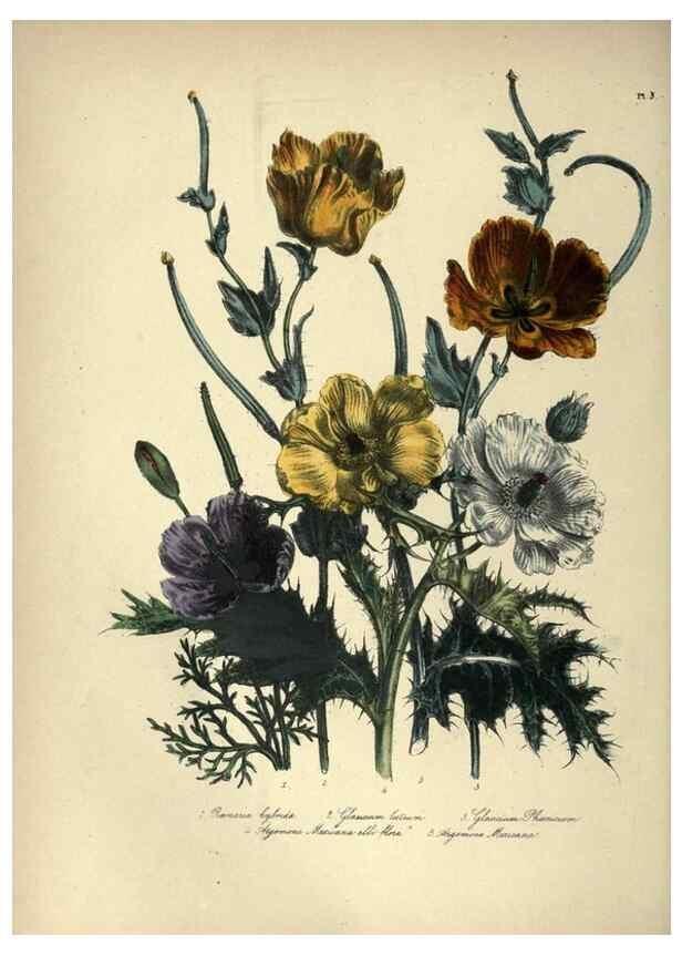 Reproducción/Reproduction 31976857117: The ladies' flower-garden of ornamental annuals.. London,W. S. Orr & co.[1849]. 