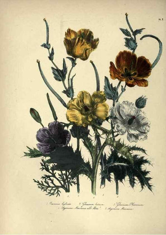 Reproducción/Reproduction 31976857117: The ladies' flower-garden of ornamental annuals.. London,W. S. Orr & co.[1849]. 
