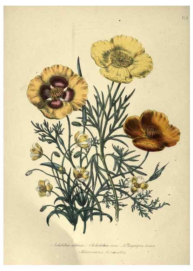 Reproducción/Reproduction 31976857717: The ladies' flower-garden of ornamental annuals.. London,W. S. Orr & co.[1849]. 