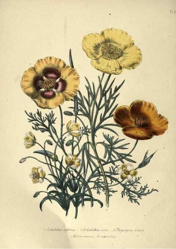 Reproducción/Reproduction 31976857717: The ladies' flower-garden of ornamental annuals.. London,W. S. Orr & co.[1849]. 