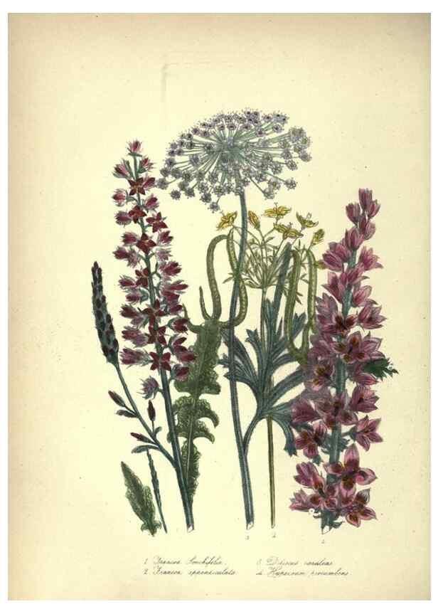 Reproducción/Reproduction 46003660385: The ladies' flower-garden of ornamental annuals.. London,W. S. Orr & co.[1849]. 