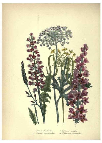 Reproducción/Reproduction 46003660385: The ladies' flower-garden of ornamental annuals.. London,W. S. Orr & co.[1849]. 