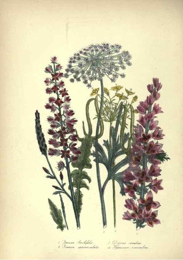 Reproducción/Reproduction 46003660385: The ladies' flower-garden of ornamental annuals.. London,W. S. Orr & co.[1849]. 