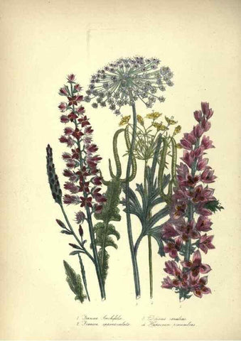 Reproducción/Reproduction 46003660385: The ladies' flower-garden of ornamental annuals.. London,W. S. Orr & co.[1849]. 