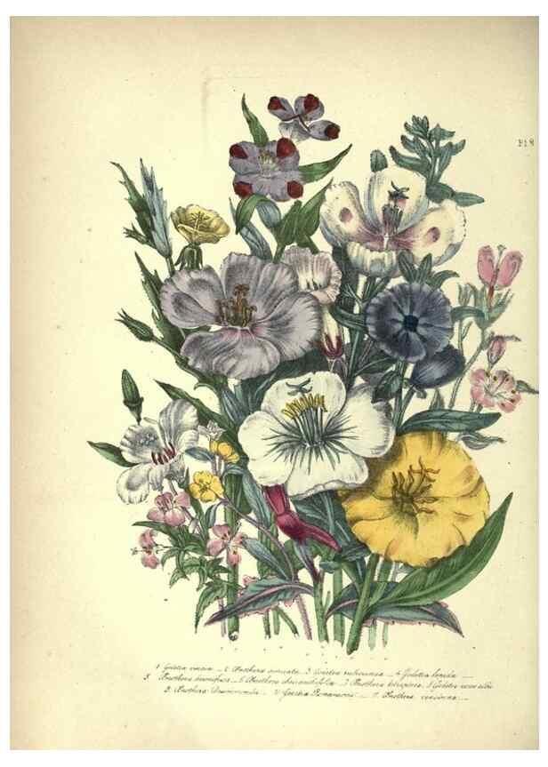 Reproducción/Reproduction 39953207393: The ladies' flower-garden of ornamental annuals.. London,W. S. Orr & co.[1849]. 