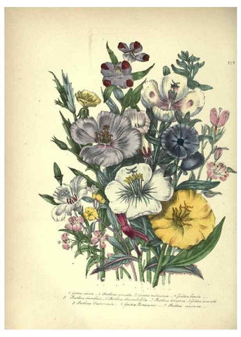 Reproducción/Reproduction 39953207393: The ladies' flower-garden of ornamental annuals.. London,W. S. Orr & co.[1849]. 