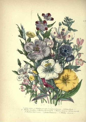 Reproducción/Reproduction 39953207393: The ladies' flower-garden of ornamental annuals.. London,W. S. Orr & co.[1849]. 