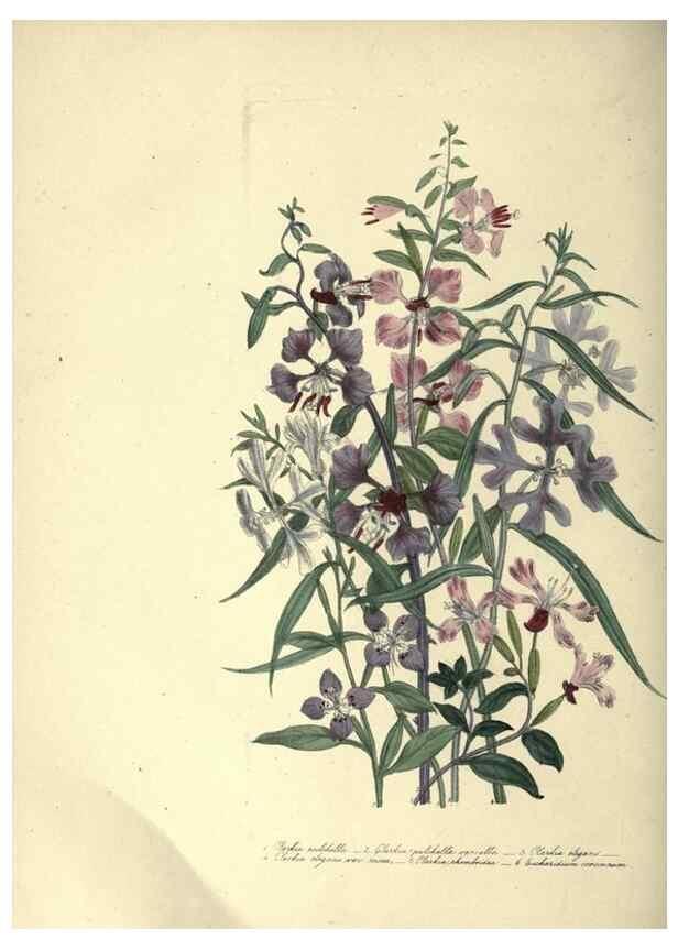 Reproducción/Reproduction 33042649138: The ladies' flower-garden of ornamental annuals.. London,W. S. Orr & co.[1849]. 