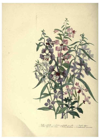 Reproducción/Reproduction 33042649138: The ladies' flower-garden of ornamental annuals.. London,W. S. Orr & co.[1849]. 