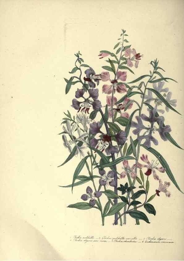 Reproducción/Reproduction 33042649138: The ladies' flower-garden of ornamental annuals.. London,W. S. Orr & co.[1849]. 