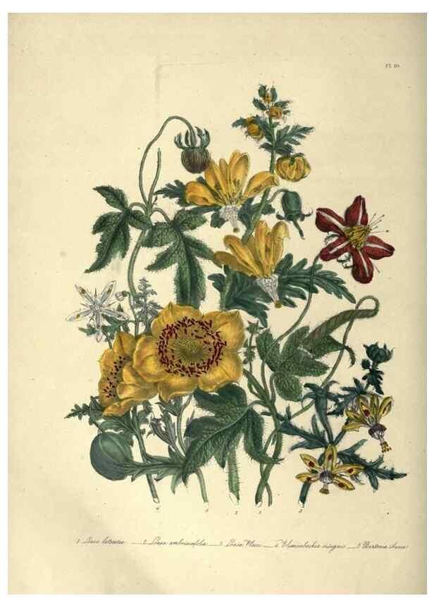 Reproducción/Reproduction 46865845502: The ladies' flower-garden of ornamental annuals.. London,W. S. Orr & co.[1849]. 