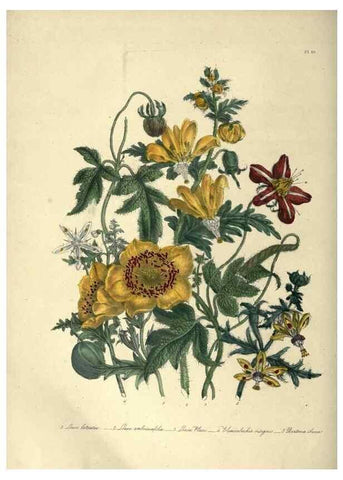 Reproducción/Reproduction 46865845502: The ladies' flower-garden of ornamental annuals.. London,W. S. Orr & co.[1849]. 