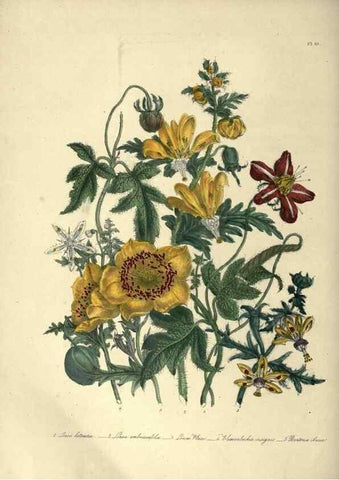 Reproducción/Reproduction 46865845502: The ladies' flower-garden of ornamental annuals.. London,W. S. Orr & co.[1849]. 