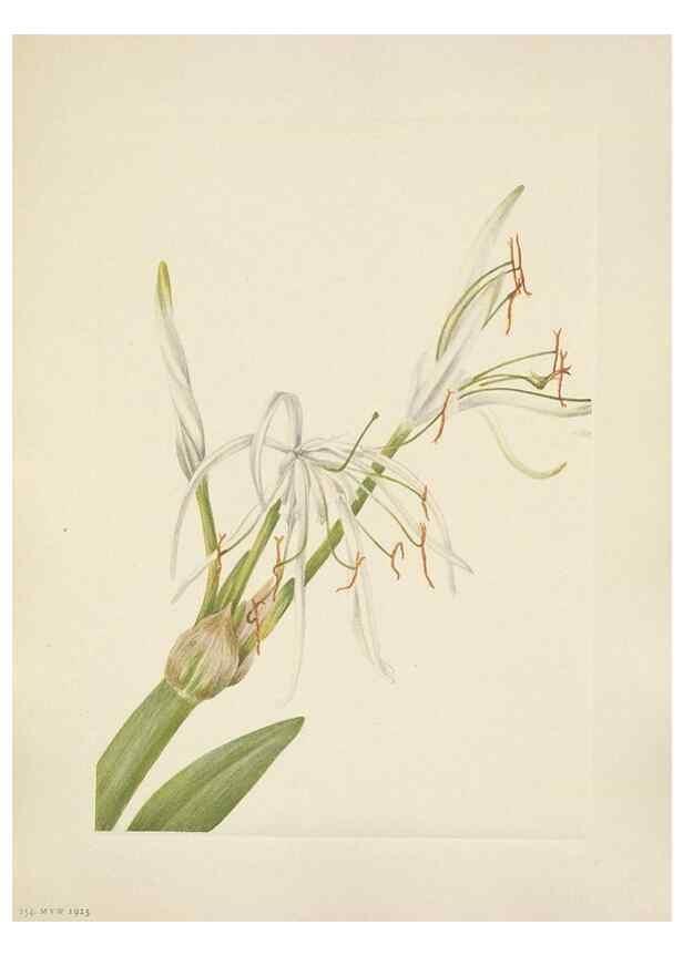 Reproducción/Reproduction 46191837164: North American wild flowers. Washington, D.C. :Smithsonian Institution,1925.. 