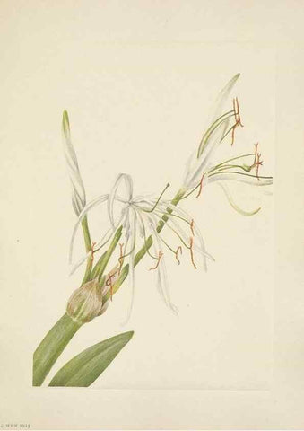 Reproducción/Reproduction 46191837164: North American wild flowers. Washington, D.C. :Smithsonian Institution,1925.. 