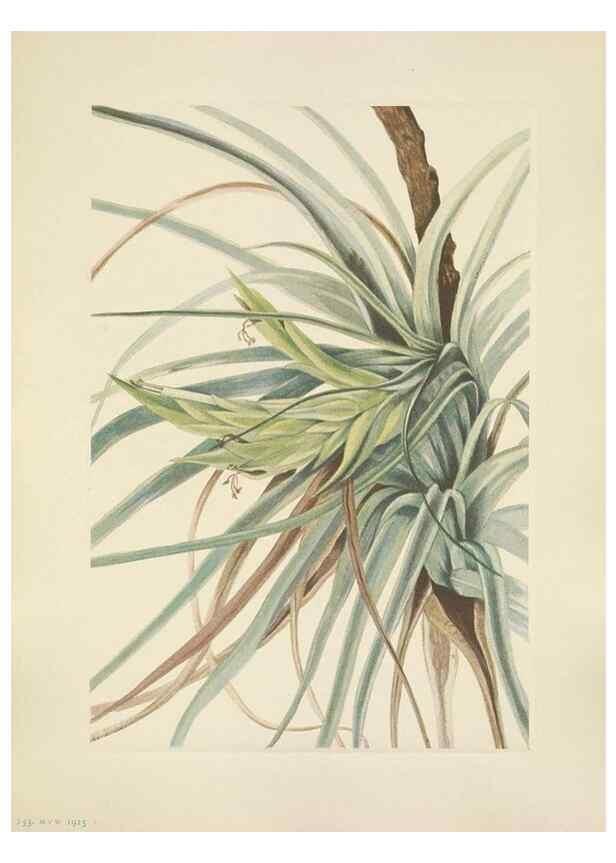 Reproducción/Reproduction 46191836514: North American wild flowers. Washington, D.C. :Smithsonian Institution,1925.. 