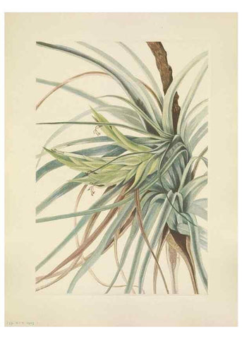 Reproducción/Reproduction 46191836514: North American wild flowers. Washington, D.C. :Smithsonian Institution,1925.. 