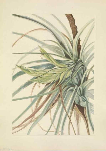 Reproducción/Reproduction 46191836514: North American wild flowers. Washington, D.C. :Smithsonian Institution,1925.. 