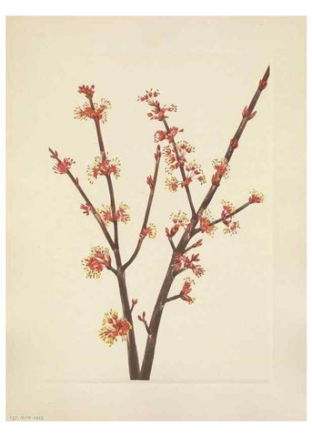 Reproducción/Reproduction 33041350818: North American wild flowers. Washington, D.C. :Smithsonian Institution,1925.. 