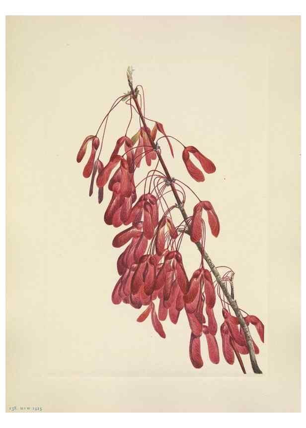 Reproducción/Reproduction 33041351548: North American wild flowers. Washington, D.C. :Smithsonian Institution,1925.. 