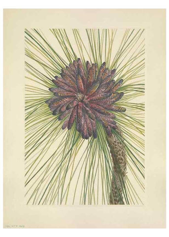 Reproducción/Reproduction 46191827244: North American wild flowers. Washington, D.C. :Smithsonian Institution,1925.. 