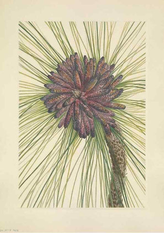 Reproducción/Reproduction 46191827244: North American wild flowers. Washington, D.C. :Smithsonian Institution,1925.. 