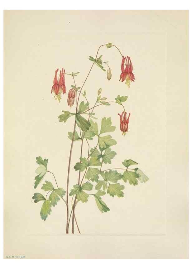 Reproducción/Reproduction 33041353968: North American wild flowers. Washington, D.C. :Smithsonian Institution,1925.. 
