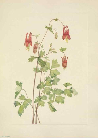 Reproducción/Reproduction 33041353968: North American wild flowers. Washington, D.C. :Smithsonian Institution,1925.. 