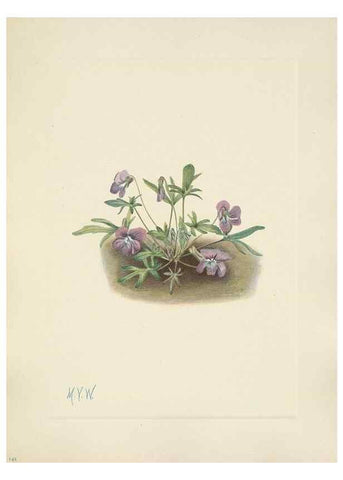 Reproducción/Reproduction 46191829584: North American wild flowers. Washington, D.C. :Smithsonian Institution,1925.. 