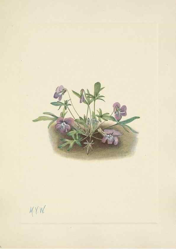 Reproducción/Reproduction 46191829584: North American wild flowers. Washington, D.C. :Smithsonian Institution,1925.. 