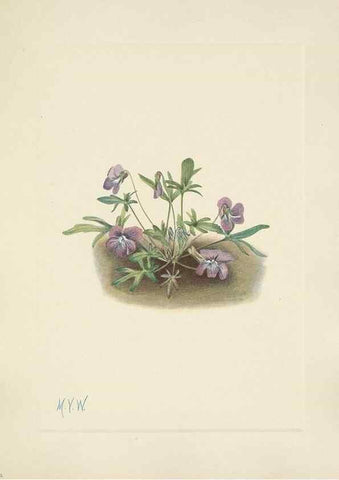 Reproducción/Reproduction 46191829584: North American wild flowers. Washington, D.C. :Smithsonian Institution,1925.. 